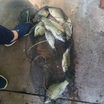 신기 낚시터 유료낚시터 > 신기낚시터 8월 셋 째주 조황안내 : 낚시사랑