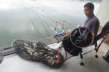 고담낚시터 유료낚시터 > 붕어방류 와 조황입니다 : 낚시사랑