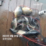 한일지기 유료낚시터 > ***한일낚시터 8월24일 목요일 붕어 향어 방류& 조황 소식*** : 낚시사랑