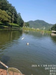 한일지기 유료낚시터 > ***한일낚시터 9월1일 금요일 향어 방류& 조황 체크*** : 낚시사랑