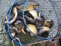 신기 낚시터 유료낚시터 > 신기낚시터 8월 마지막 주 조황안내 : 낚시사랑