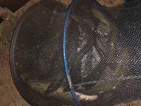 양평-대명낚시터 유료낚시터 > 9월02일[토] 메기 대박 폭풍조황!! : 낚시사랑