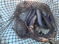 독정낚시터 유료낚시터 > 즐겁게 방류를 마쳤습니다 : 낚시사랑