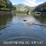 한일지기 유료낚시터 > ***한일낚시터 주말 5k급 대물 향어 방류*** : 낚시사랑