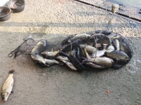 쌍방죽낚시터 유료낚시터 > 쌍방죽 조황 소식 : 낚시사랑