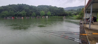 양평수곡낚시터 유료낚시터 > 가을시즌 붕어낚시 힐링 양평 수곡 낚시터 9월셋째주말 주후반 조황 및 붕어방류 : 낚시사랑