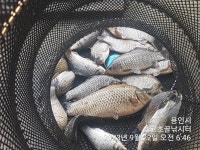 고초골낚시터 유료낚시터 > 고초골 조황 및 어자원 방류소식 : 낚시사랑