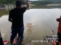 고초골낚시터 유료낚시터 > 고초골 조황 및 어자원 방류소식 : 낚시사랑