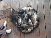 대석낚시터 유료낚시터 > 호조황속 연휴 스케치.. : 낚시사랑