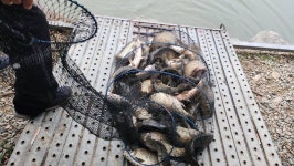 안성 거청낚시터 유료낚시터 > 10월 14일 거청낚시터 조황 : 낚시사랑 안성 거청낚시터 유료낚시터 > 10월  14일  거청낚시터  조황 : 낚시사랑