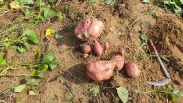 즐거운복상골 유료낚시터 > 물들어 갑니다~~~ : 낚시사랑