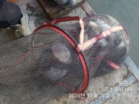 고초골낚시터 유료낚시터 > 고초골 조황 및 어자원 방류소식 : 낚시사랑