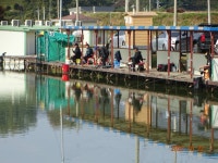 오빈낚시터 유료낚시터 > ～～～자리편차 없는 주말이었으며 현재 좋은 조황 보이고 있습니다 ～～～ : 낚시사랑