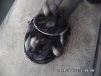 도곡낚시터 유료낚시터 > 도곡낚시터 붕어 조황 정보 감사합니다 : 낚시사랑
