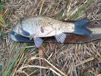 양오지 유료낚시터 > 46,45,43cm 가을시즌 좌대 할인행사 및 조황 소식 : 낚시사랑