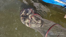 관리낚시터 유료낚시터 > ** 주중 붕어 방류및 조황 정보 입니다 ** : 낚시사랑