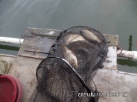 도곡낚시터 유료낚시터 > 도곡낚시터 붕어 조황 정보 감사합니다 : 낚시사랑