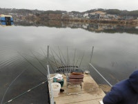 칠곡낚시터 유료낚시터 > 아직 마리수는 떨어지네요 : 낚시사랑