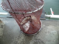 도곡낚시터 유료낚시터 > 도곡낚시터 3월2일 개장 합니다 : 낚시사랑