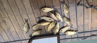 양평수곡낚시터 유료낚시터 > 수곡낚시터 수상좌대할인 사은행사 연장 3월 10일까지 붕어최대어 주간베스트 선정 : 낚시사랑