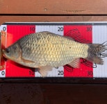 송전지제일집 유료낚시터 > 송전지 제일좌대 조황입니다. : 낚시사랑