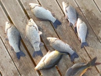 유료터정보 > 유료터점주조황 > 금요일 조황 성호낚시터. 유료터정보 > 유료터점주조황 > 금요일 조황 성호낚시터. 