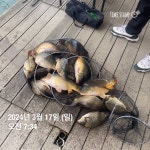 양평그린낚시터 유료낚시터 > ◆3/16 (토) 개장◆ 양평 그린낚시터 3/15~16 조황 정보 : 낚시사랑
