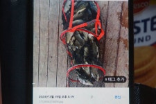 고담낚시터 유료낚시터 > 조황입니다 : 낚시사랑