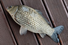 서울좌대 유료낚시터 > 서/울/좌/대 조황 : 낚시사랑