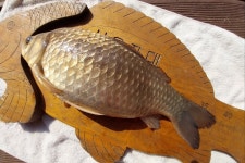 서울좌대 유료낚시터 > 서/울/좌/대 조황 : 낚시사랑