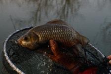 서울좌대 유료낚시터 > 서/울/좌/대 조황 : 낚시사랑