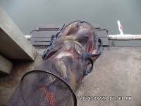 도곡낚시터 유료낚시터 > 도곡낚시터 붕어 조황 정보 감사합니다 : 낚시사랑