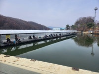 진우낚시터 유료낚시터 > 붕어방류와 조황이 살아나요... : 낚시사랑