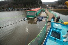 한터낚시터. 유료낚시터 > 2024 / 03 / 30 토요일 한터 낚시터 향어 대량 방류했습니다 : 낚시사랑