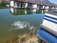 산들낚시터 유료낚시터 > 아산 산들낚시터의 4월1일 산들 모습 올립니다. : 낚시사랑