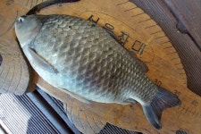 서울좌대 유료낚시터 > 서/울/좌/대 04월02일조황 : 낚시사랑