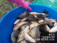 고초골낚시터 유료낚시터 > 고초골 조황 및 어자원 방류 : 낚시사랑