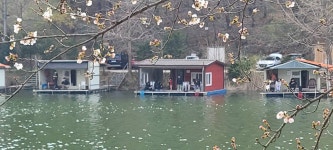 유료터정보 > 유료터점주조황 > 벚꽃이 피기시작하는 힐링 양평 수곡낚시터 붕어방류 및 조황 안내