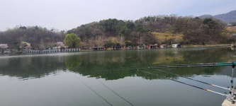 유료터정보 > 유료터점주조황 > 벚꽃이 피기시작하는 힐링 양평 수곡낚시터 붕어방류 및 조황 안내