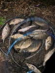 송라낚시터 유료낚시터 > 송라낚시터 토종붕어500kg 잉어150kg 방류및 조황 사진입니다. : 낚시사랑