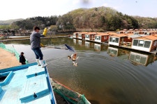 한터낚시터. 유료낚시터 > 한터 낚시터 2024 / 04 / 12 금요일 향어 대량 방류 했습니다 : 낚시사랑