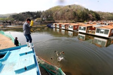 한터낚시터. 유료낚시터 > 한터 낚시터 2024 / 04 / 12 금요일 향어 대량 방류 했습니다 : 낚시사랑