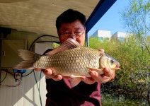 미성좌대 유료낚시터 > 송전지 미성좌대 마릿수 조황 : 낚시사랑