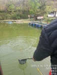 한일지기 유료낚시터 > ***한일 붕어 전용 낚시터 붕어 방류*** : 낚시사랑