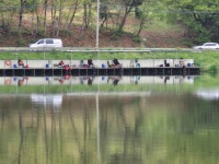 남전지기 유료낚시터 > 주말100수, 4짜, 조황 및 방류 : 낚시사랑