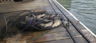 양평수곡낚시터 유료낚시터 > 봄붕어 힐링 수곡낚시터 주말 주후반 조황및 붕어방류 : 낚시사랑