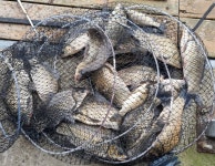 성호낚시터 유료낚시터 > 목요일 조황 성호낚시터. : 낚시사랑