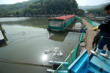 한터낚시터. 유료낚시터 > 한터 낚시터 2024년 4월26일(금요일) 붕어 향어 대량 방류했습니다 : 낚시사랑