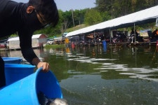 고담낚시터 유료낚시터 > 대량방류 와 조황입니다 . : 낚시사랑