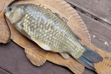 서울좌대 유료낚시터 > 서/울/좌/대 / 조황 보고 : 낚시사랑